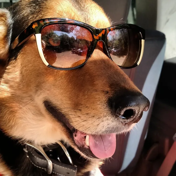Loki, Chief Eating Officer at Honed Kitchens