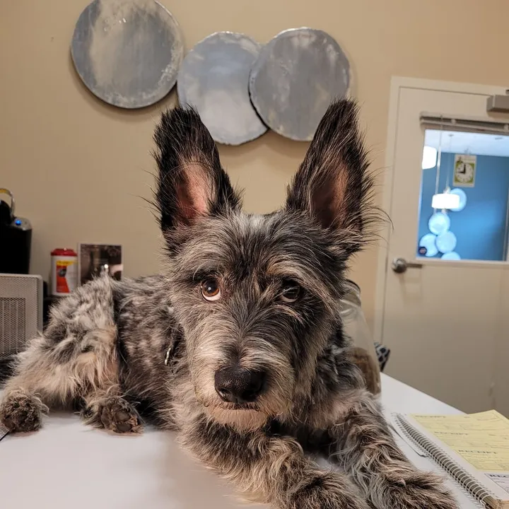 Seymour, Chief Observing Officer at Honed Kitchens